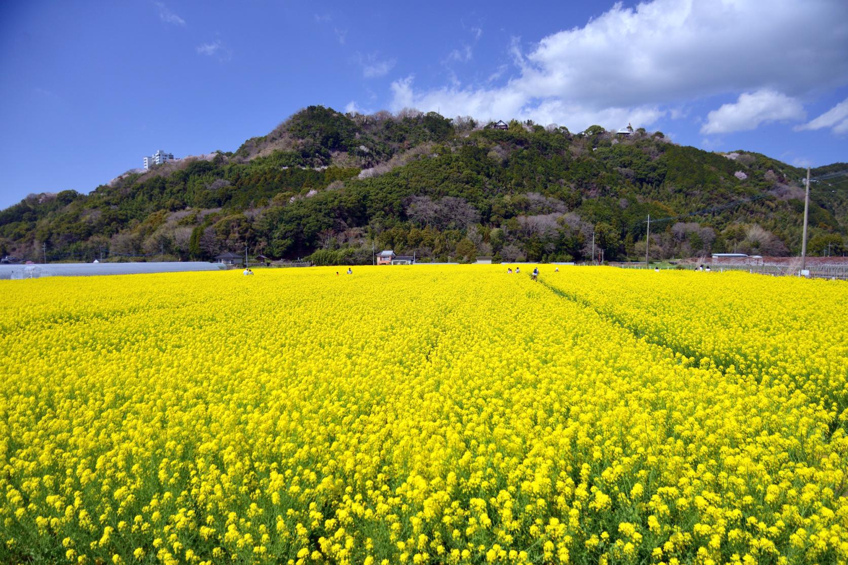 Devant la station routière Harazuru Farm Station Basaro (Ville d’Asakura)-0