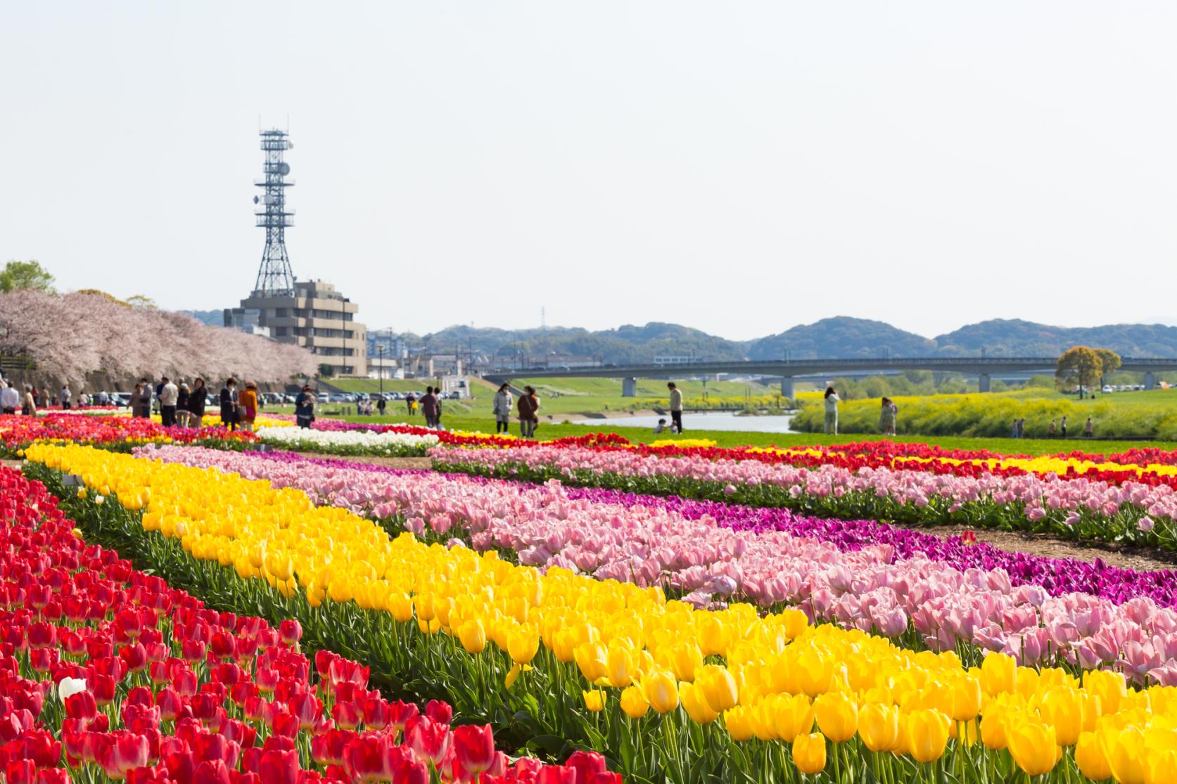 遠賀川河川敷直方リバーサイドパーク（直方市）-1