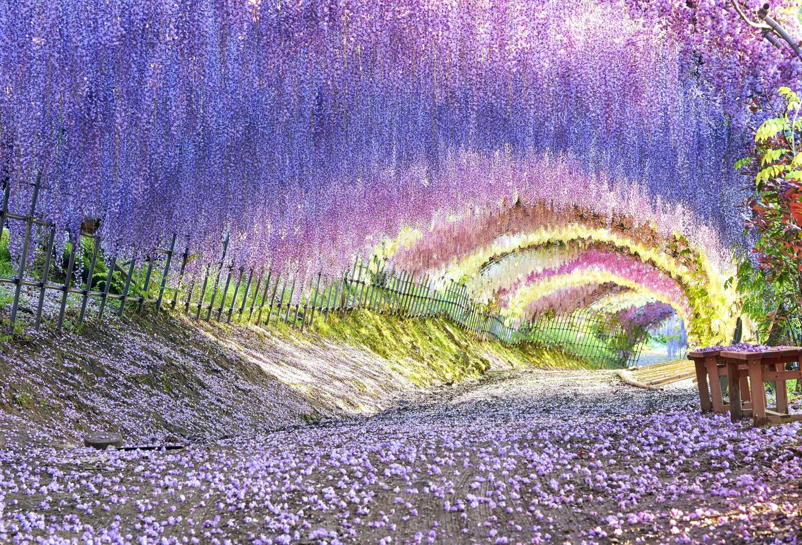 Wisteria viewing spots-0