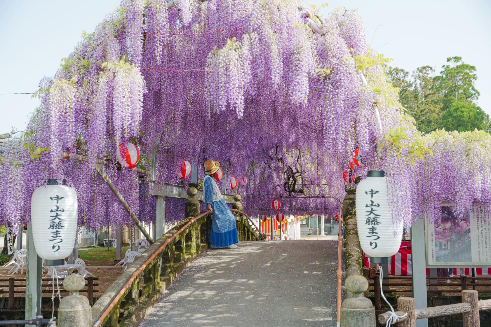 紫のナイアガラ　藤の花を見に行こう！-0