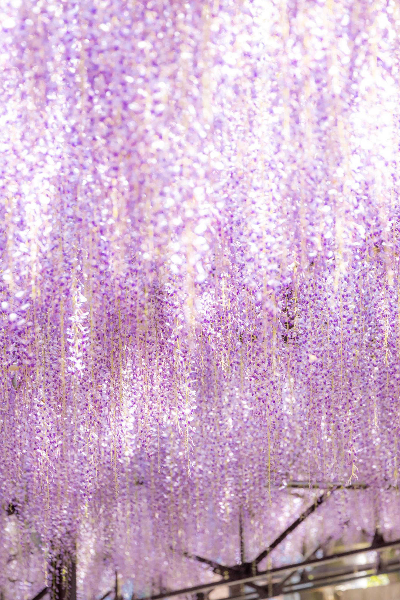 紫のナイアガラ　藤の花を見に行こう！-1