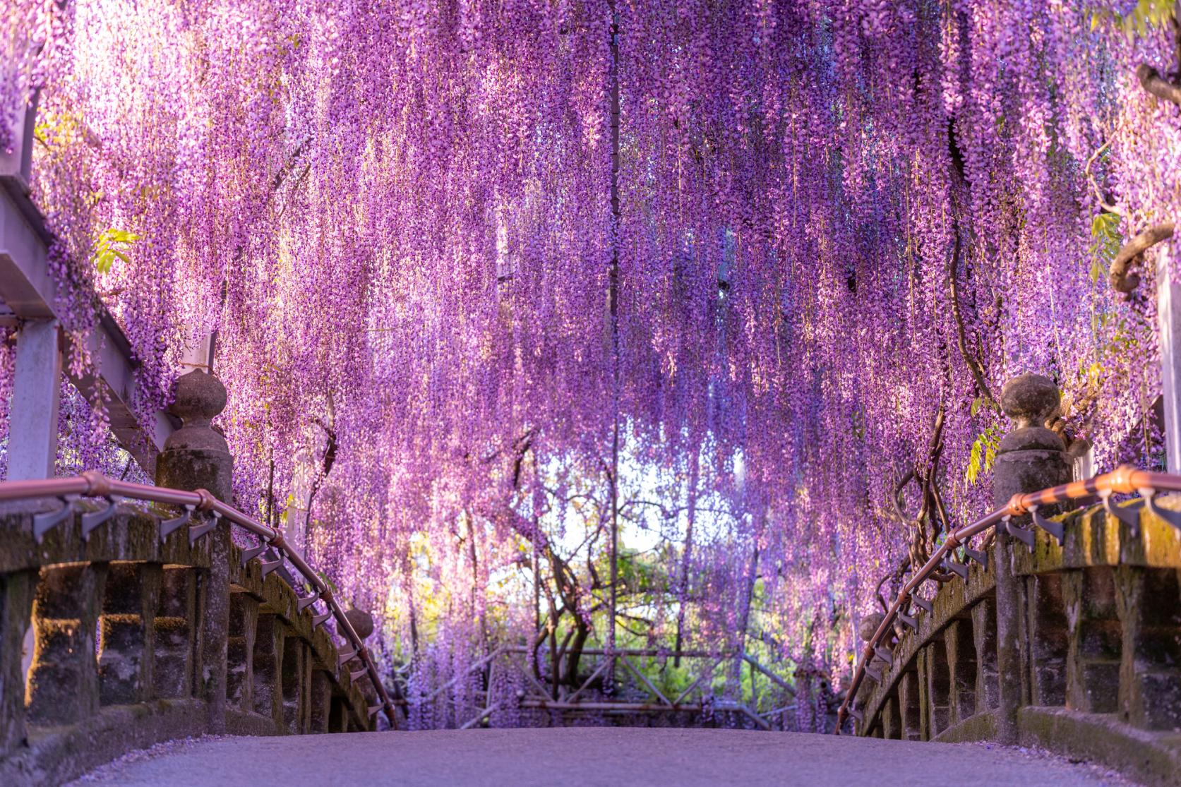 紫のナイアガラ　藤の花を見に行こう！-2