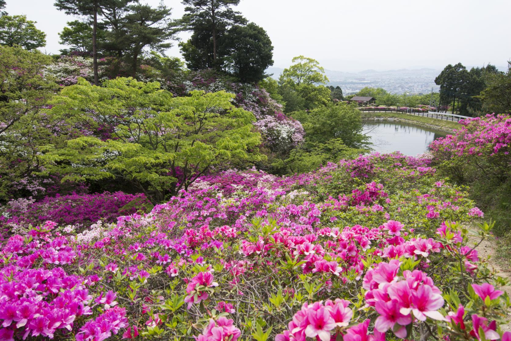 皿山公園（糟屋郡須恵町）-0