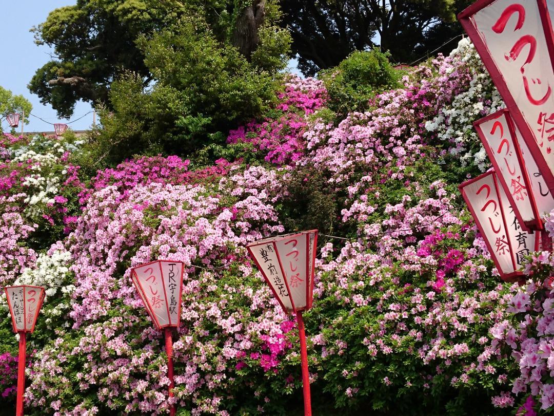 宝福寺山つつじ公園（豊前市）-0