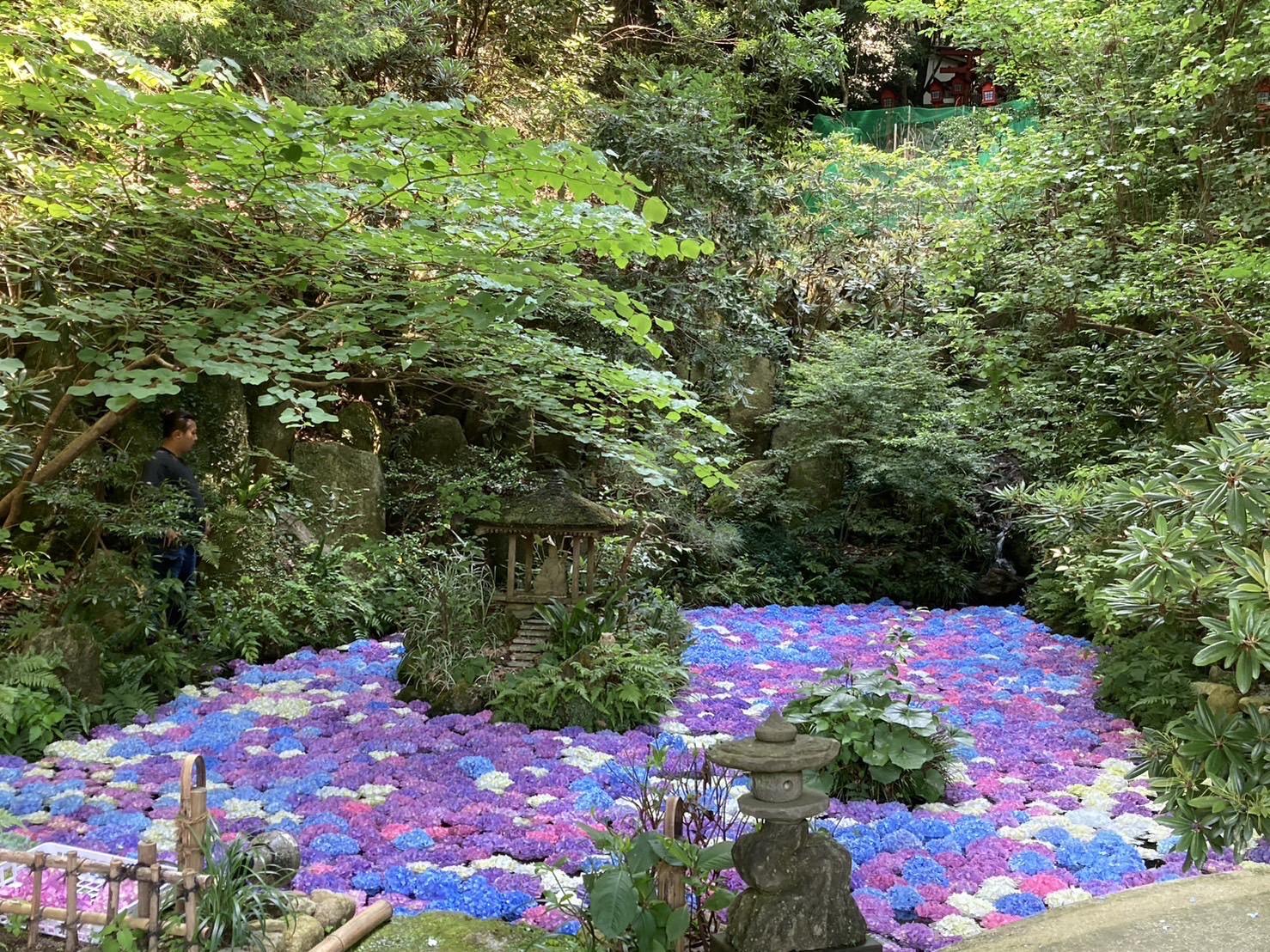 南蔵院 アジサイ池(篠栗町)-1