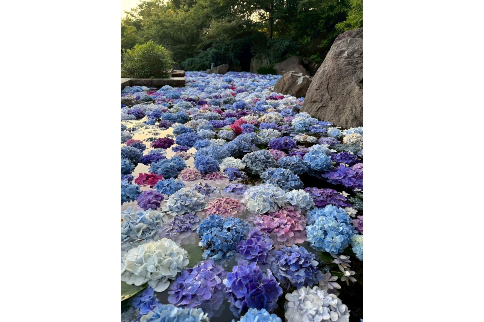 福智山ろく花公園（直方市）-3