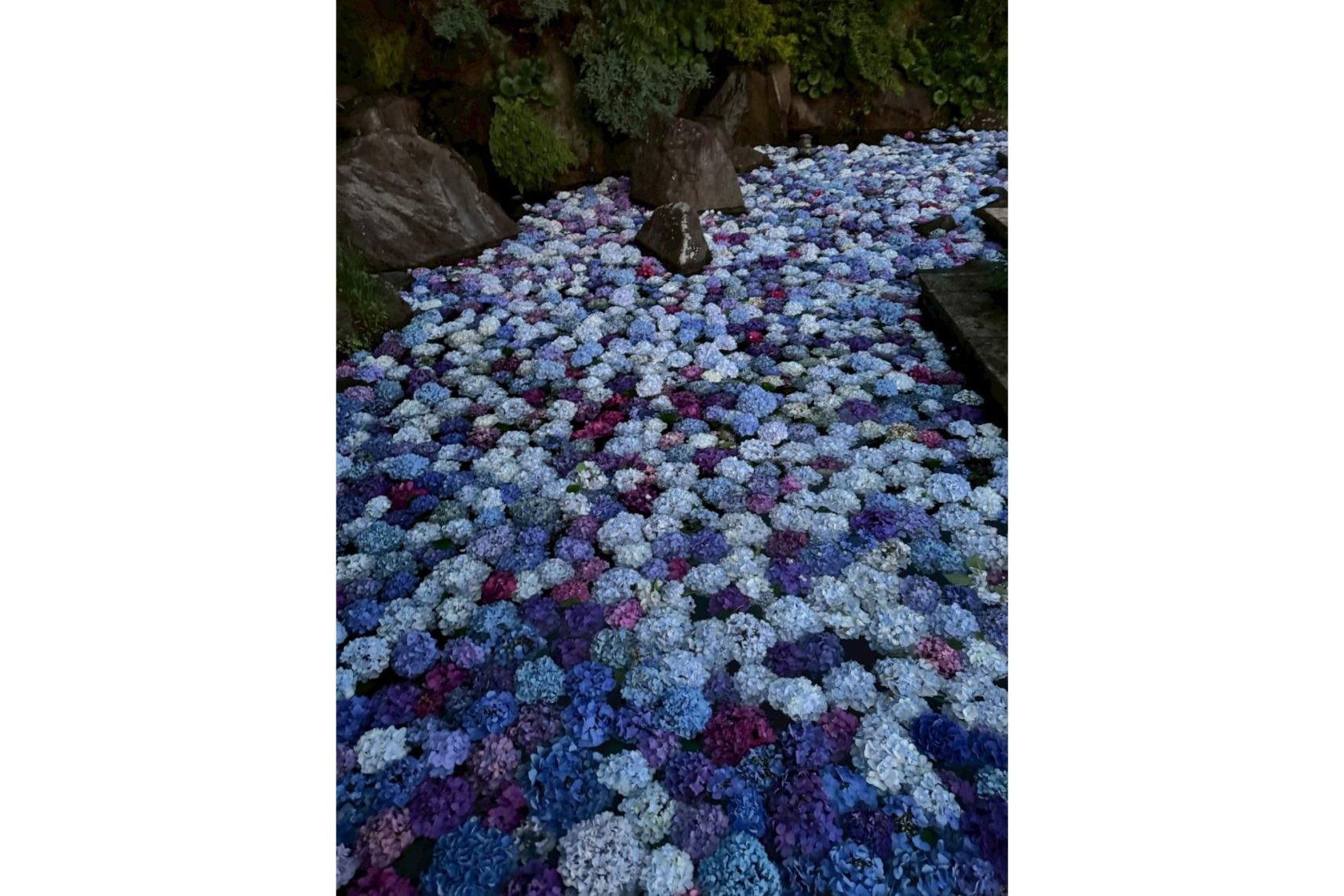 福智山ろく花公園（直方市）-7