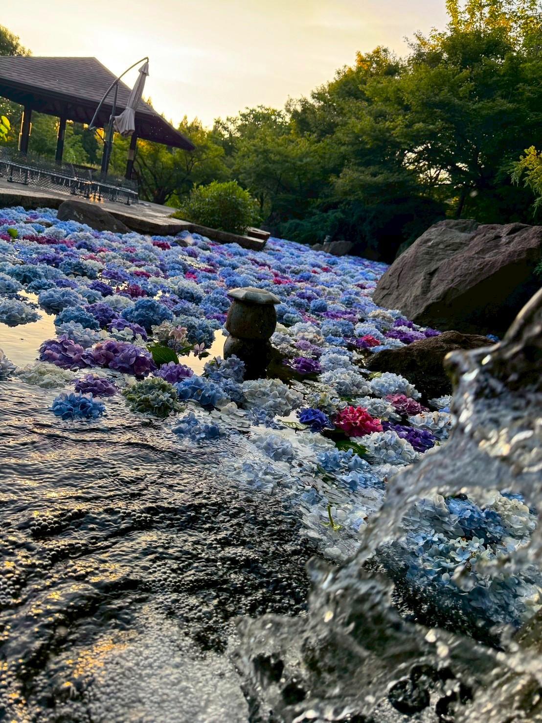 福智山ろく花公園（直方市）-6