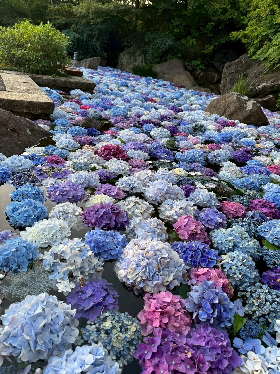 福智山ろく花公園（直方市）-2