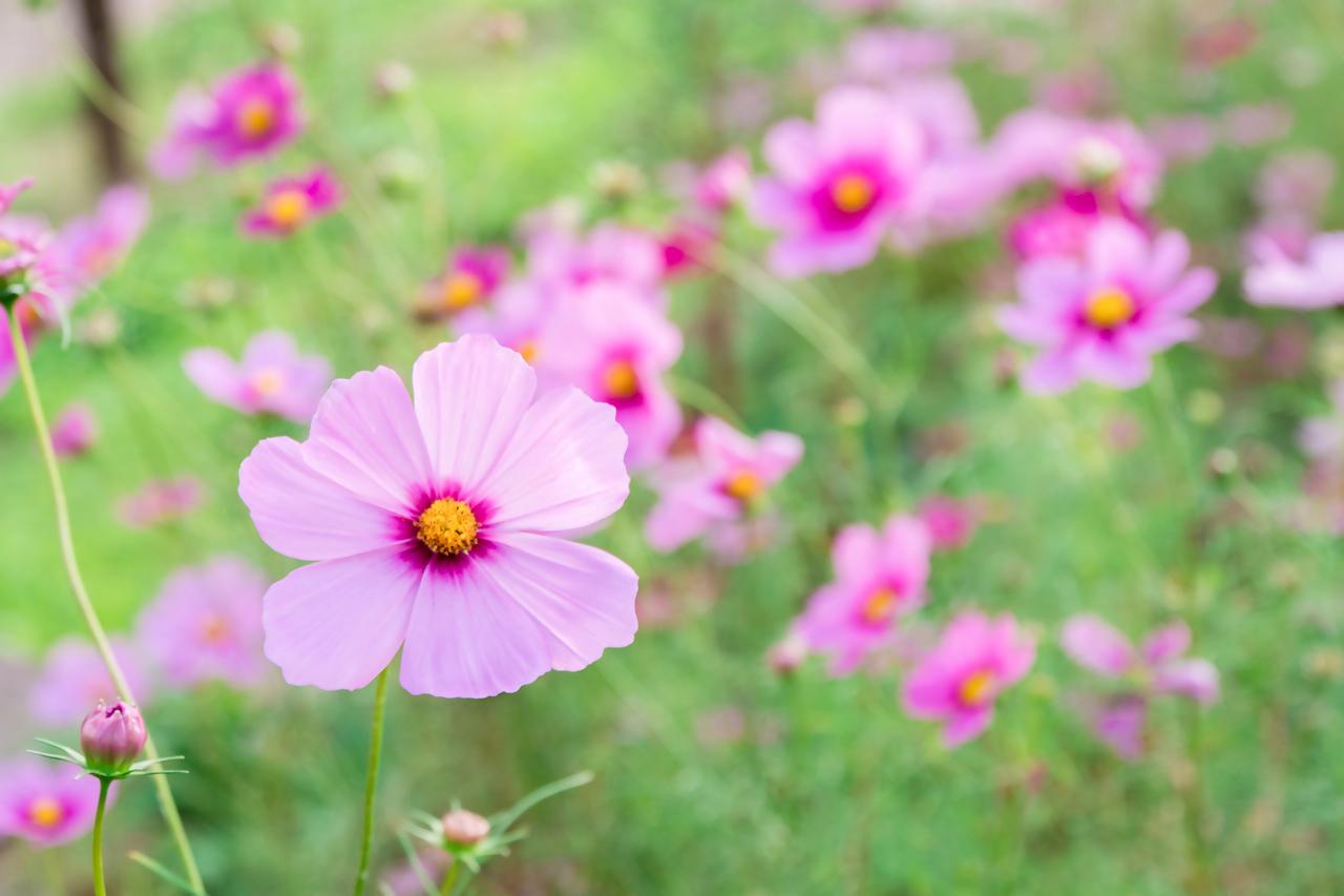 【約37万本】コスモス街道（久留米市）-1