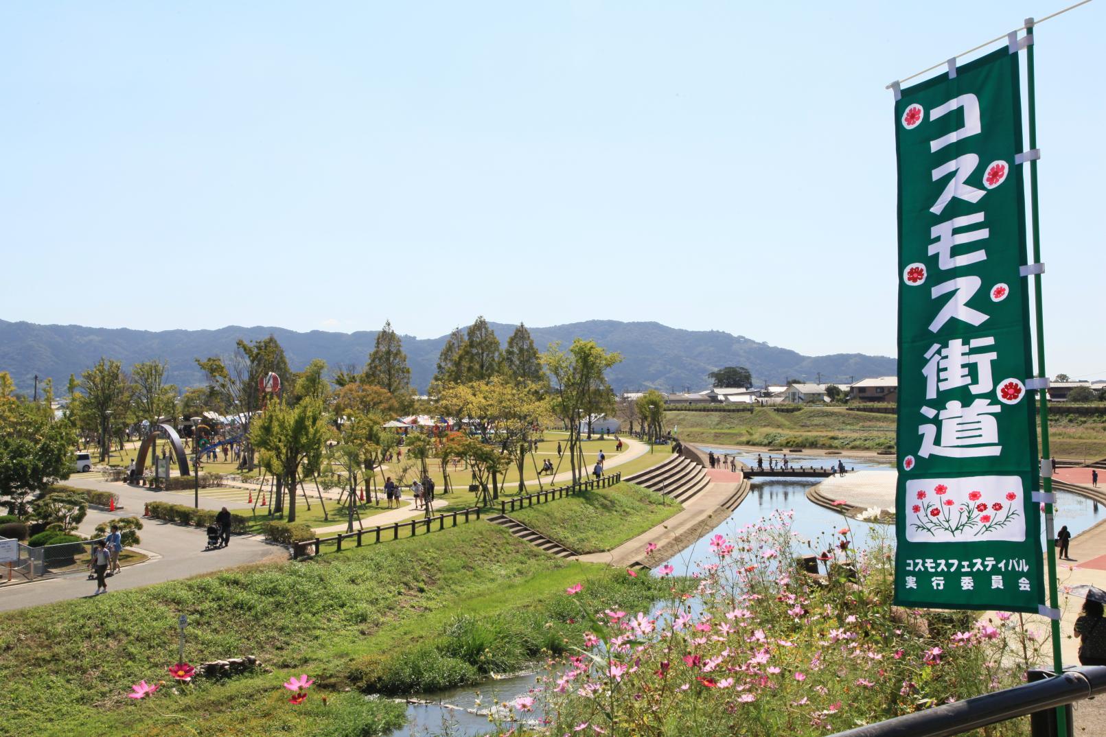 【約37万本】コスモス街道（久留米市）-2