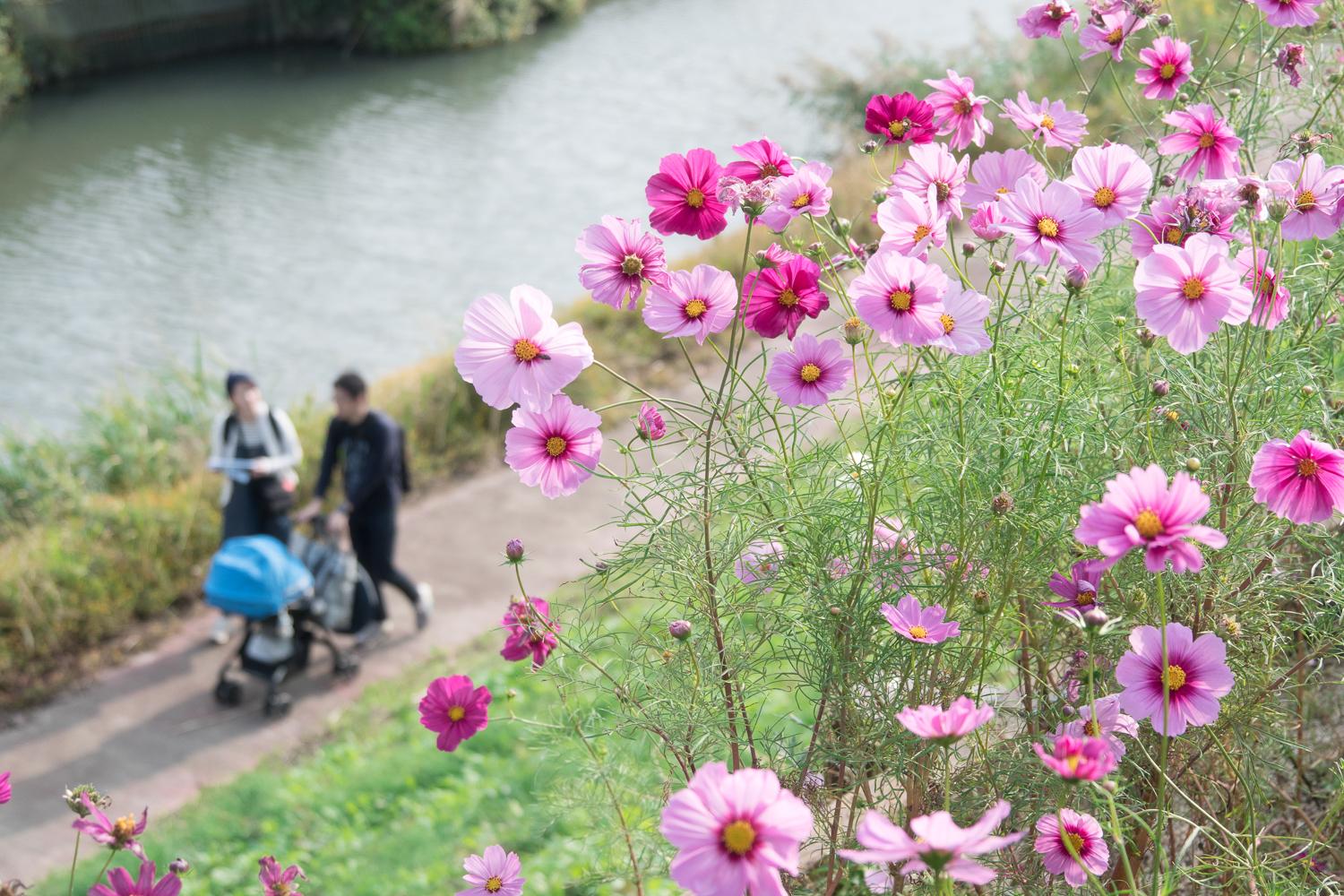 【約37万本】コスモス街道（久留米市）-0