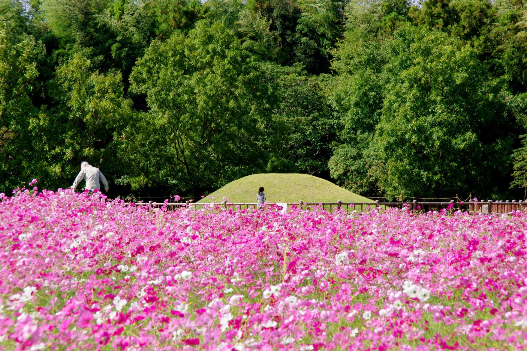 【約10万本】平原歴史公園（糸島市）-0