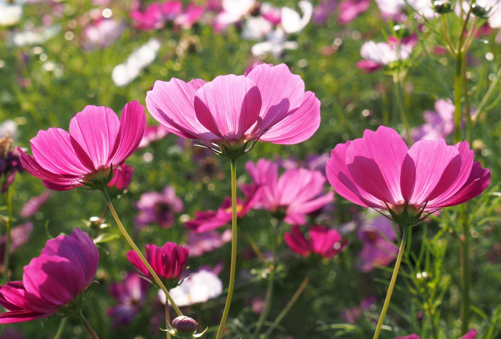 道の駅しんよしとみ遺跡前（築上郡上毛町）-0
