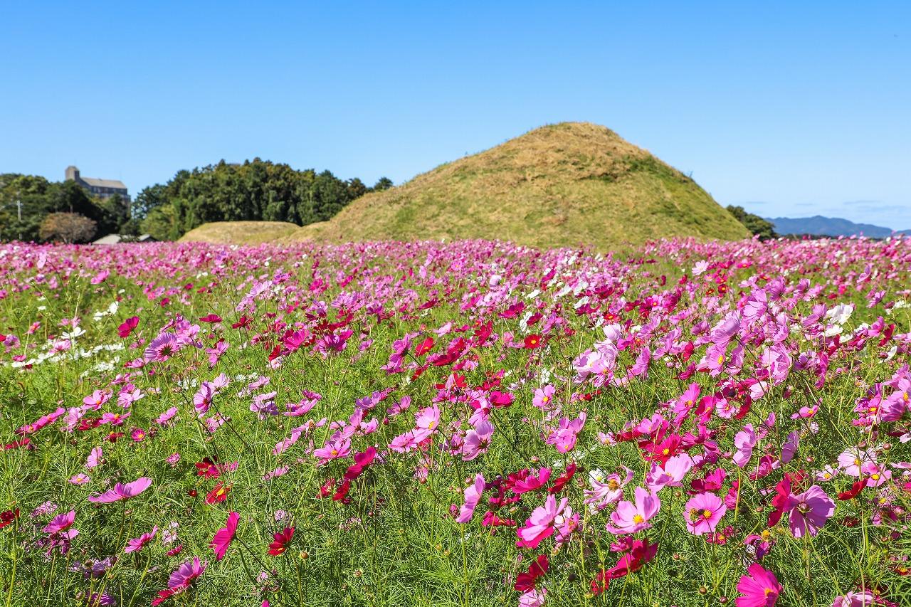 【約15万本】新原・奴山古墳群（福津市）-1
