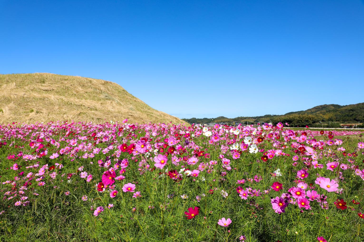 【約15万本】新原・奴山古墳群（福津市）-0