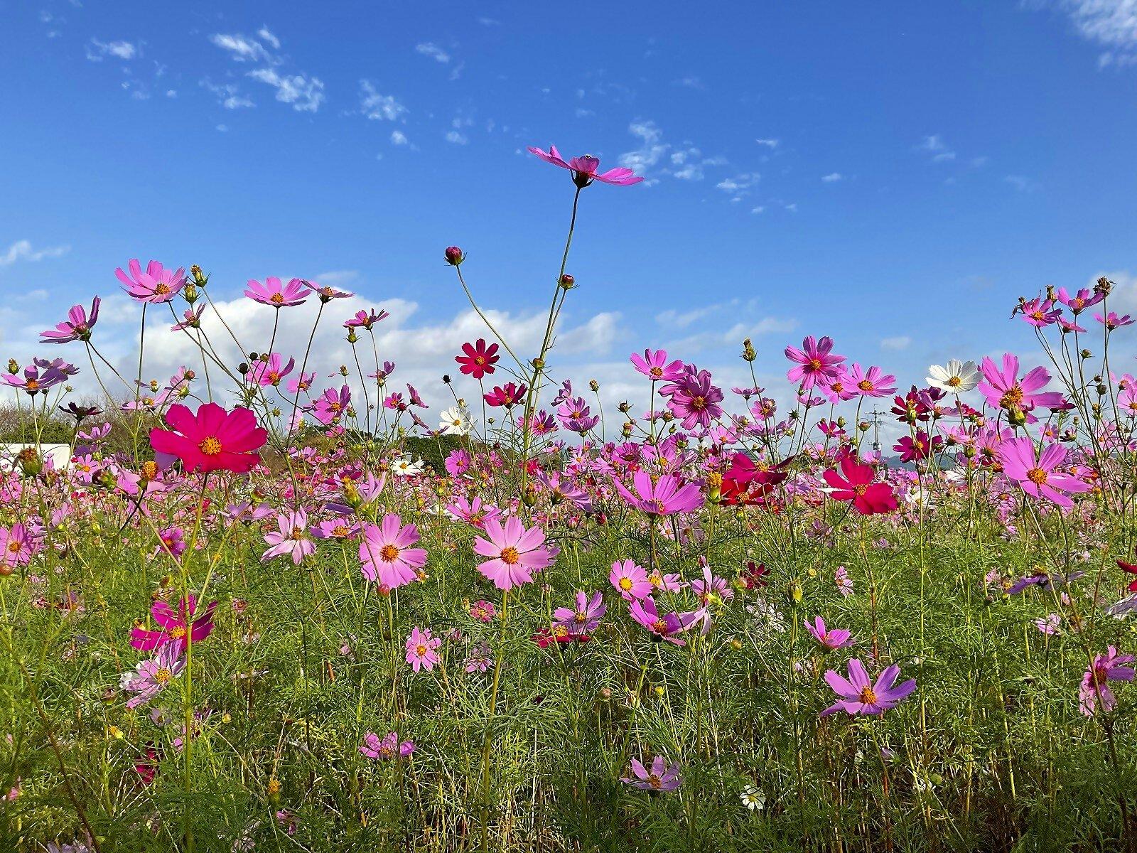 【約15万本】矢部川（八女市）-1