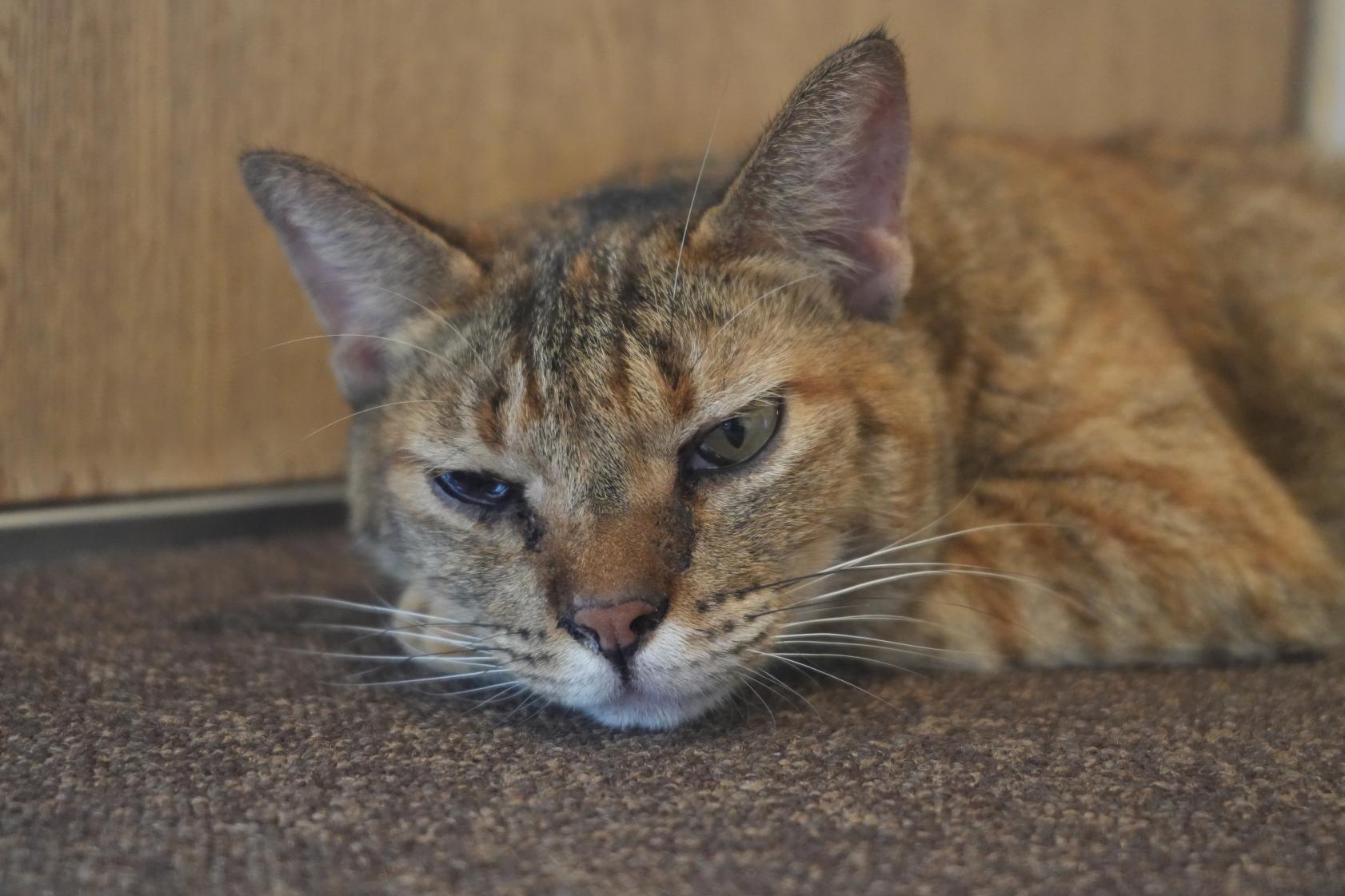 猫と温泉と“ダブル美肌の湯”「原鶴温泉」-1