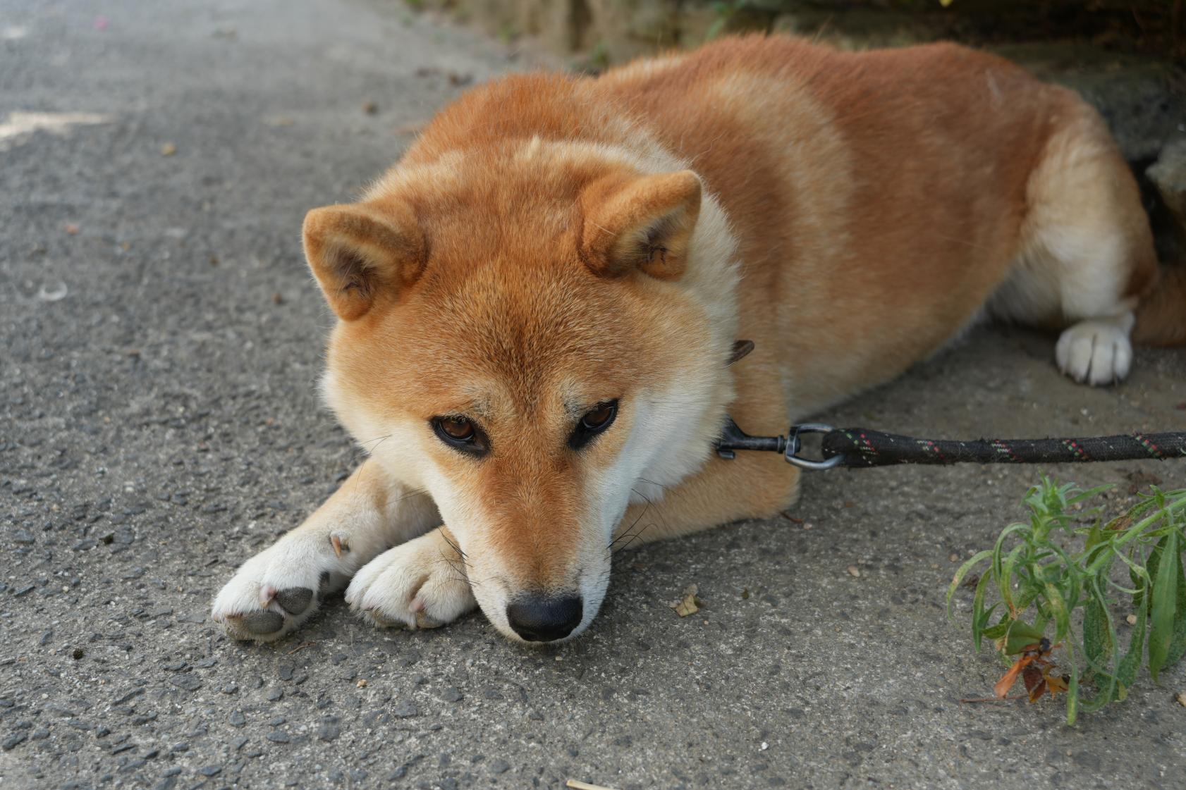 翌日は、やぐるま荘で動物とふれあい-1