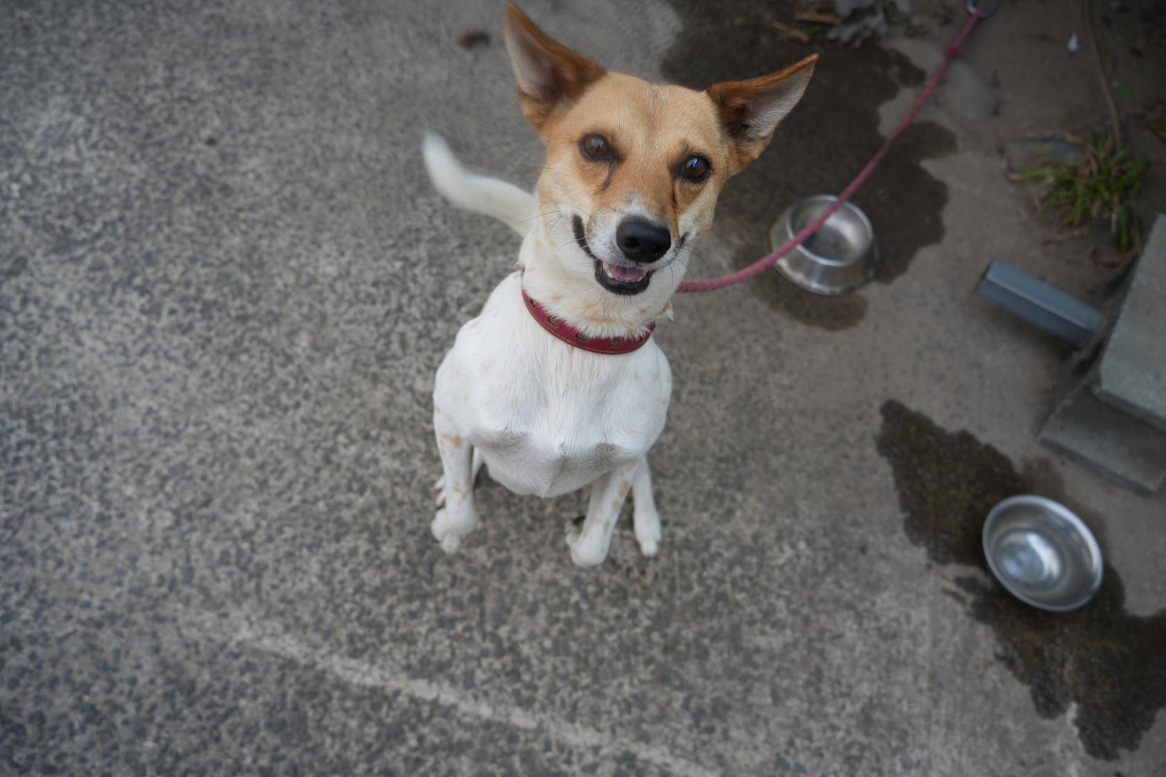 翌日は、やぐるま荘で動物とふれあい-2
