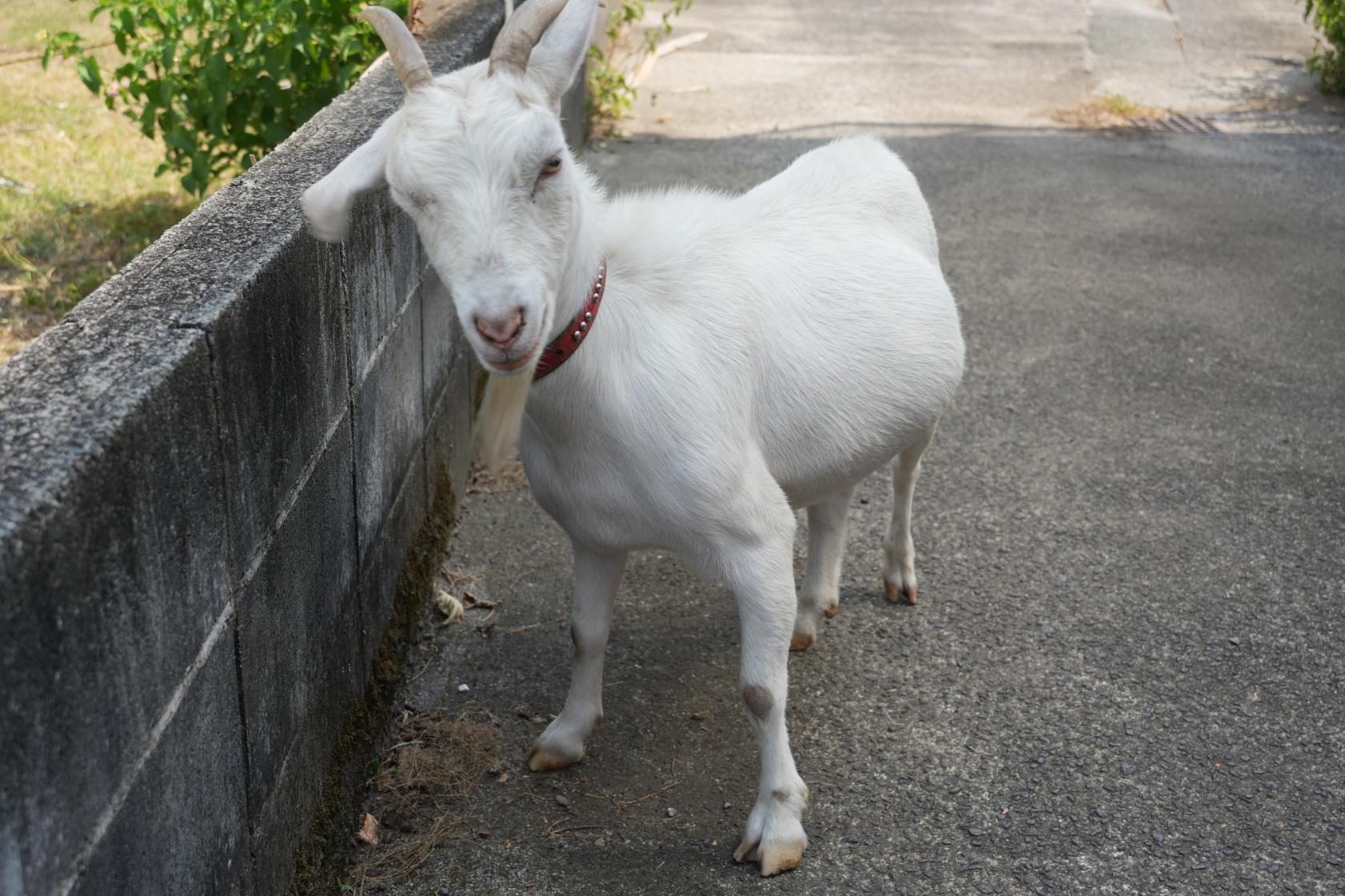 翌日は、やぐるま荘で動物とふれあい-0