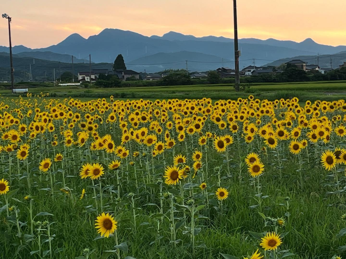 【終了】道の駅しんよしとみ遺跡前（上毛町）-1