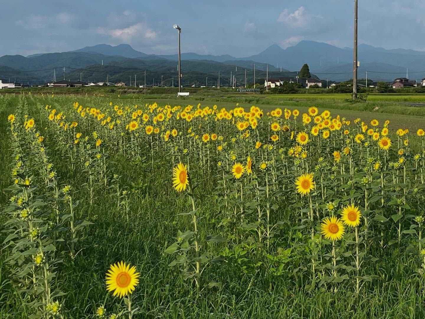 【終了】道の駅しんよしとみ遺跡前（上毛町）-0
