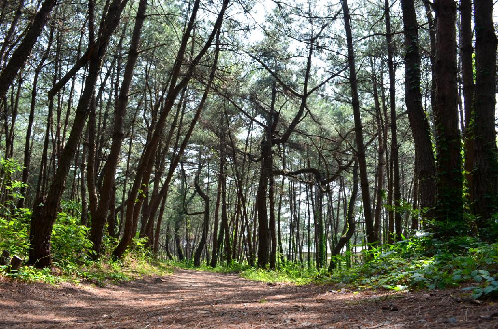 コースの流れ-0