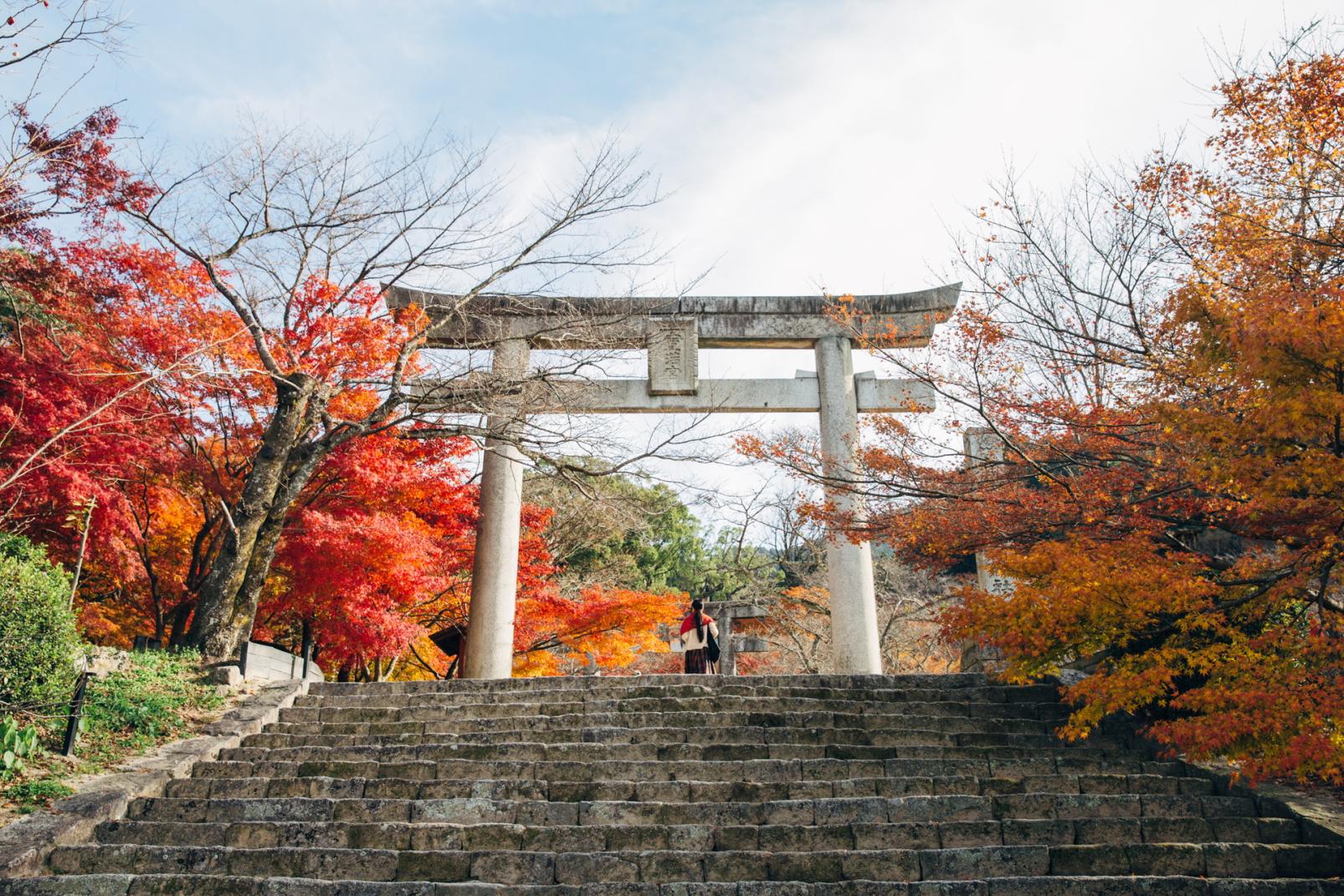 奉納された紅葉が境内を彩る11月-0