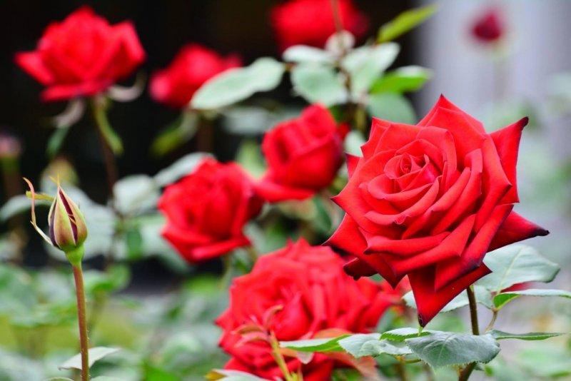 石橋文化センター　秋のバラフェア（久留米市）-0