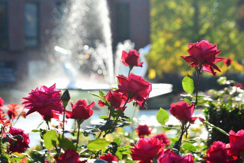 石橋文化センター　秋のバラフェア（久留米市）-1