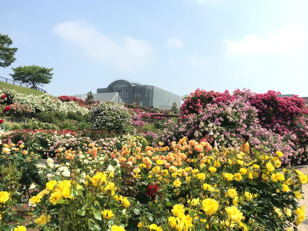 北九州市立響灘緑地グリーンパーク　秋のバラフェア（北九州市）-1