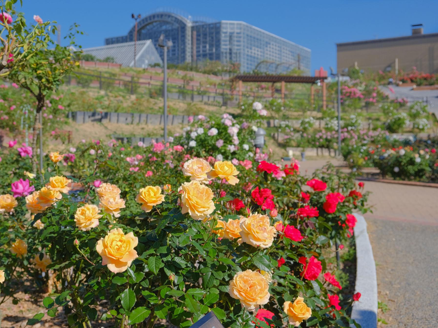 北九州市立響灘緑地グリーンパーク　秋のバラフェア（北九州市）-0