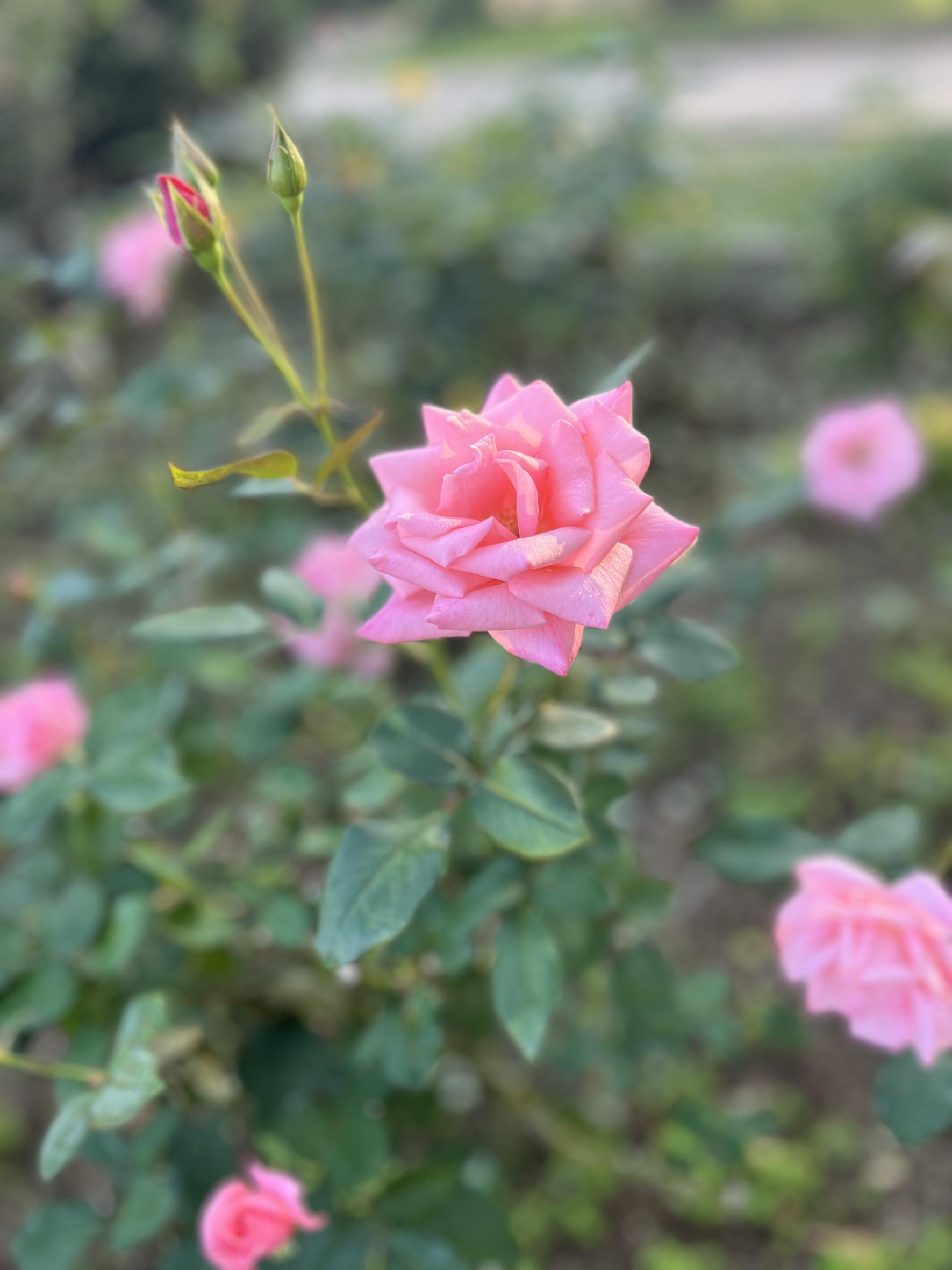 花農丘公園・北九州市立総合農事センター　秋のバラフェア・マルシェ（北九州市）-0