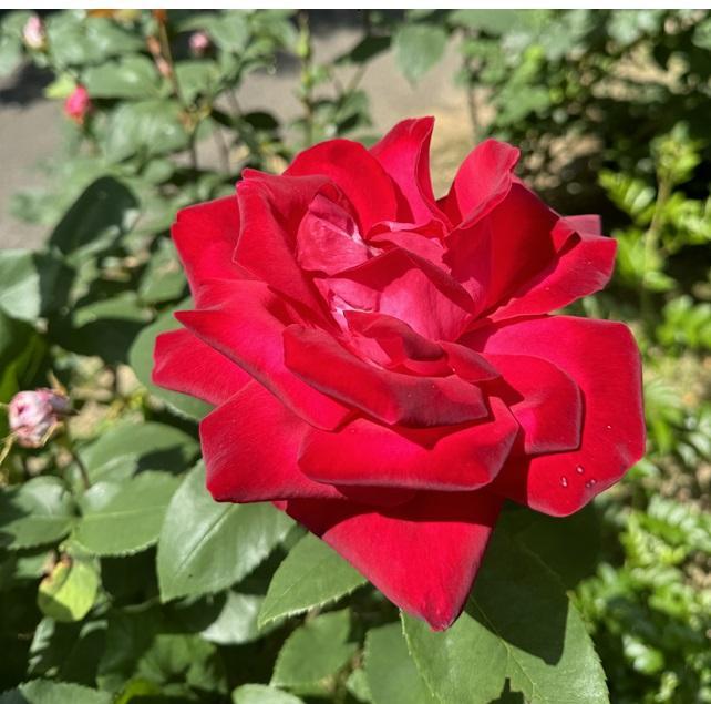 福智山ろく花公園（直方市）-0