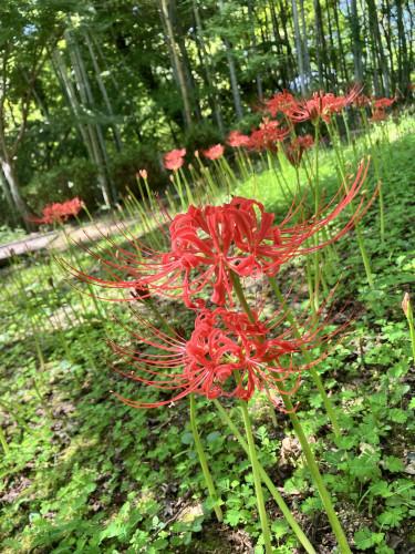 福智山ろく花公園（直方市）-0