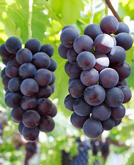 巨峰栽培とぶどう狩り発祥　久留米市田主丸-0