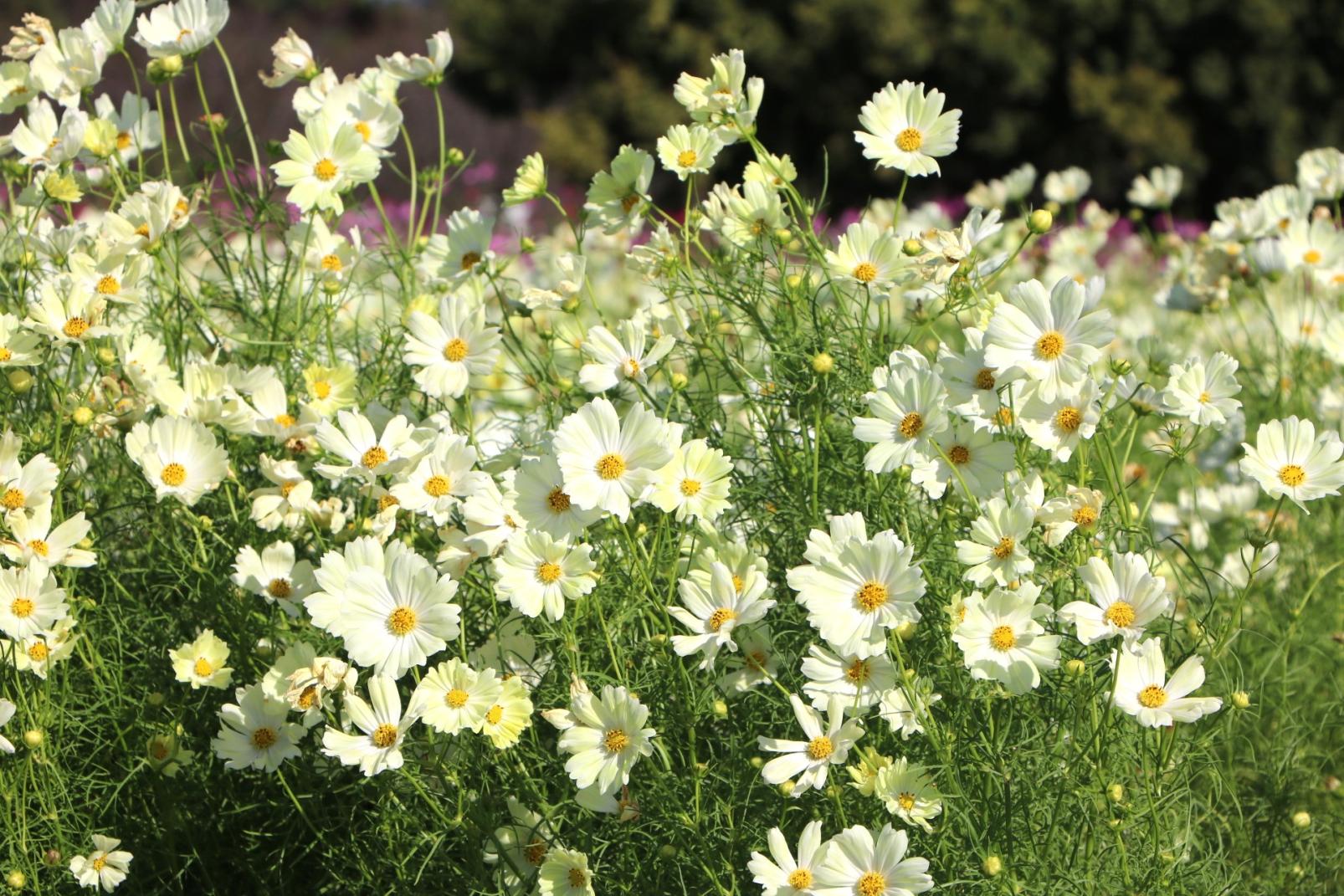 【約100万本】海の中道海浜公園（福岡市）-2