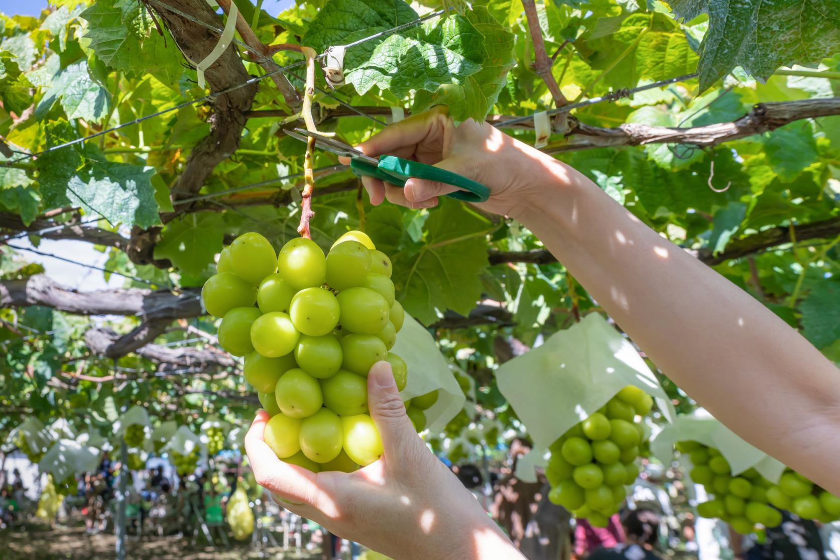 絶対外せない！道の駅うきは-1