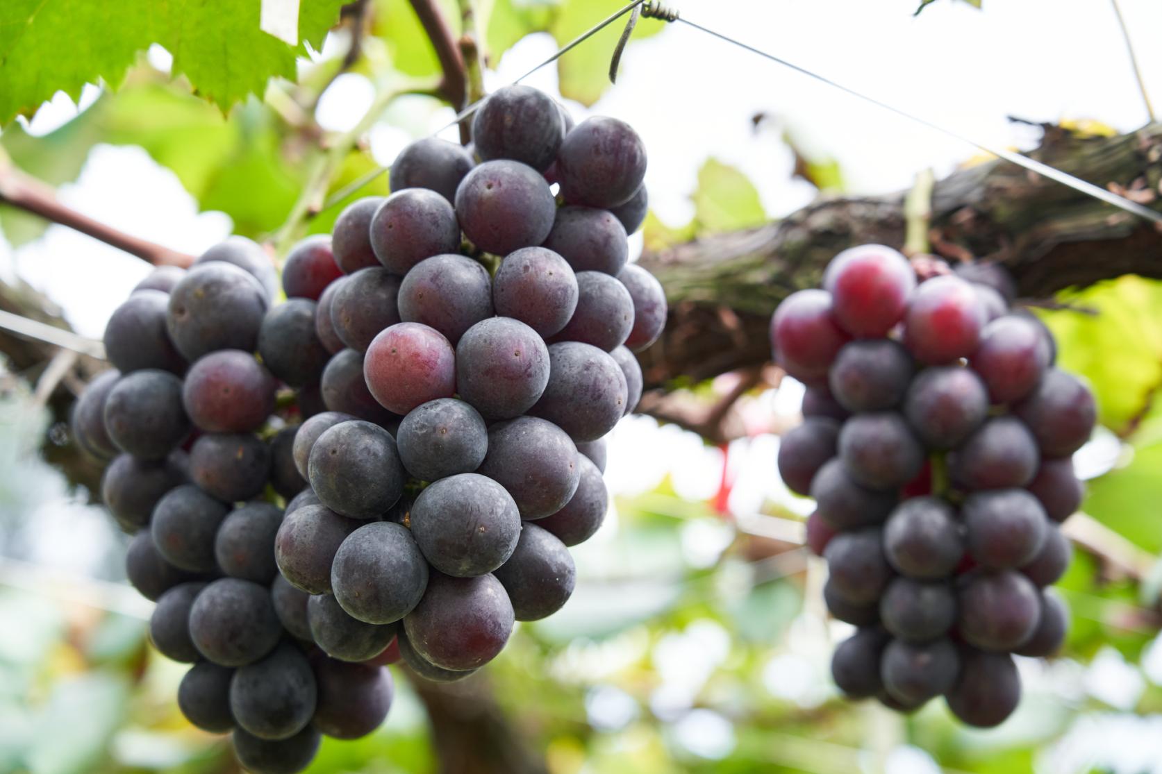 絶対外せない！道の駅うきは-2