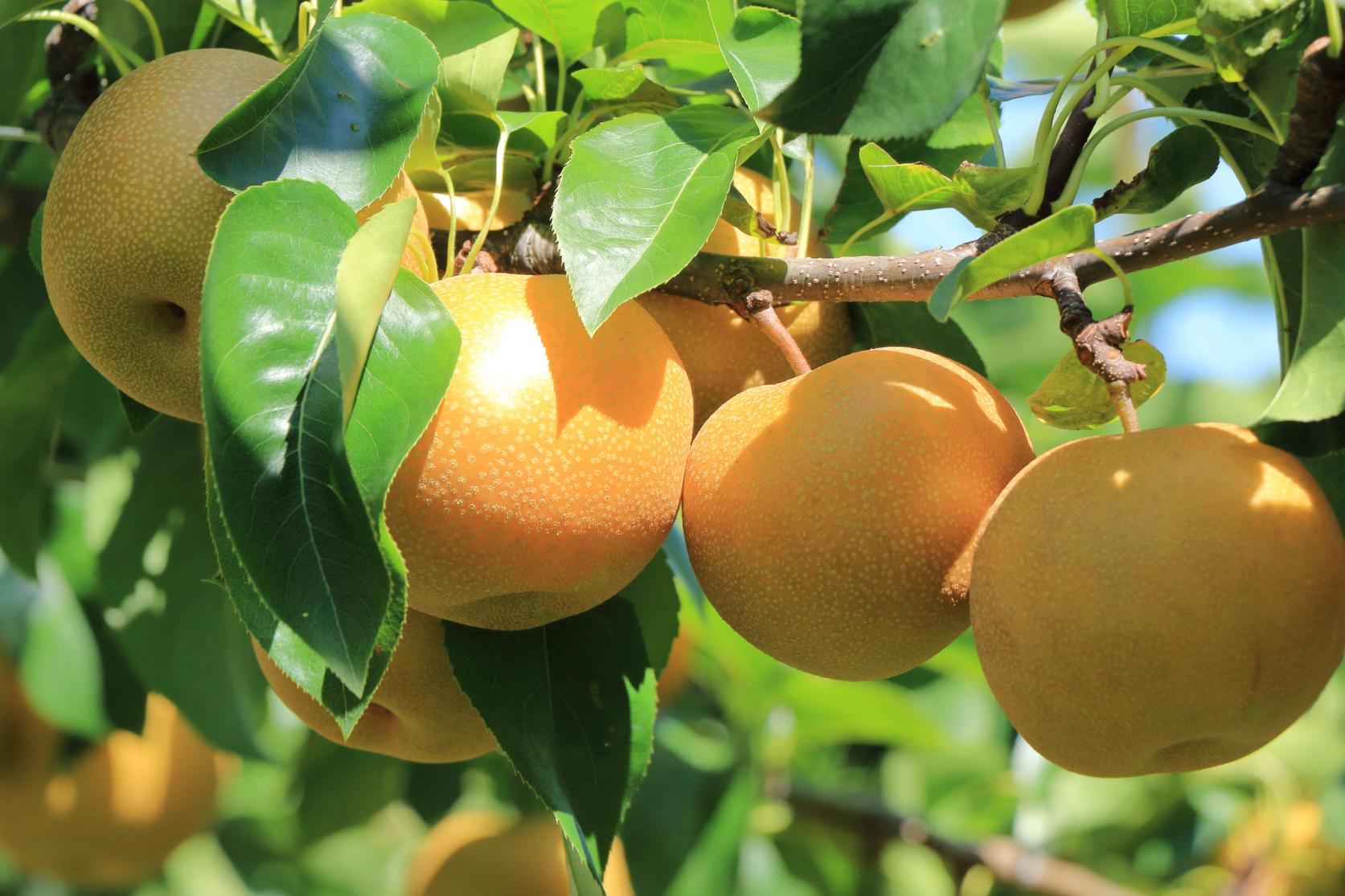 絶対外せない！道の駅うきは-3