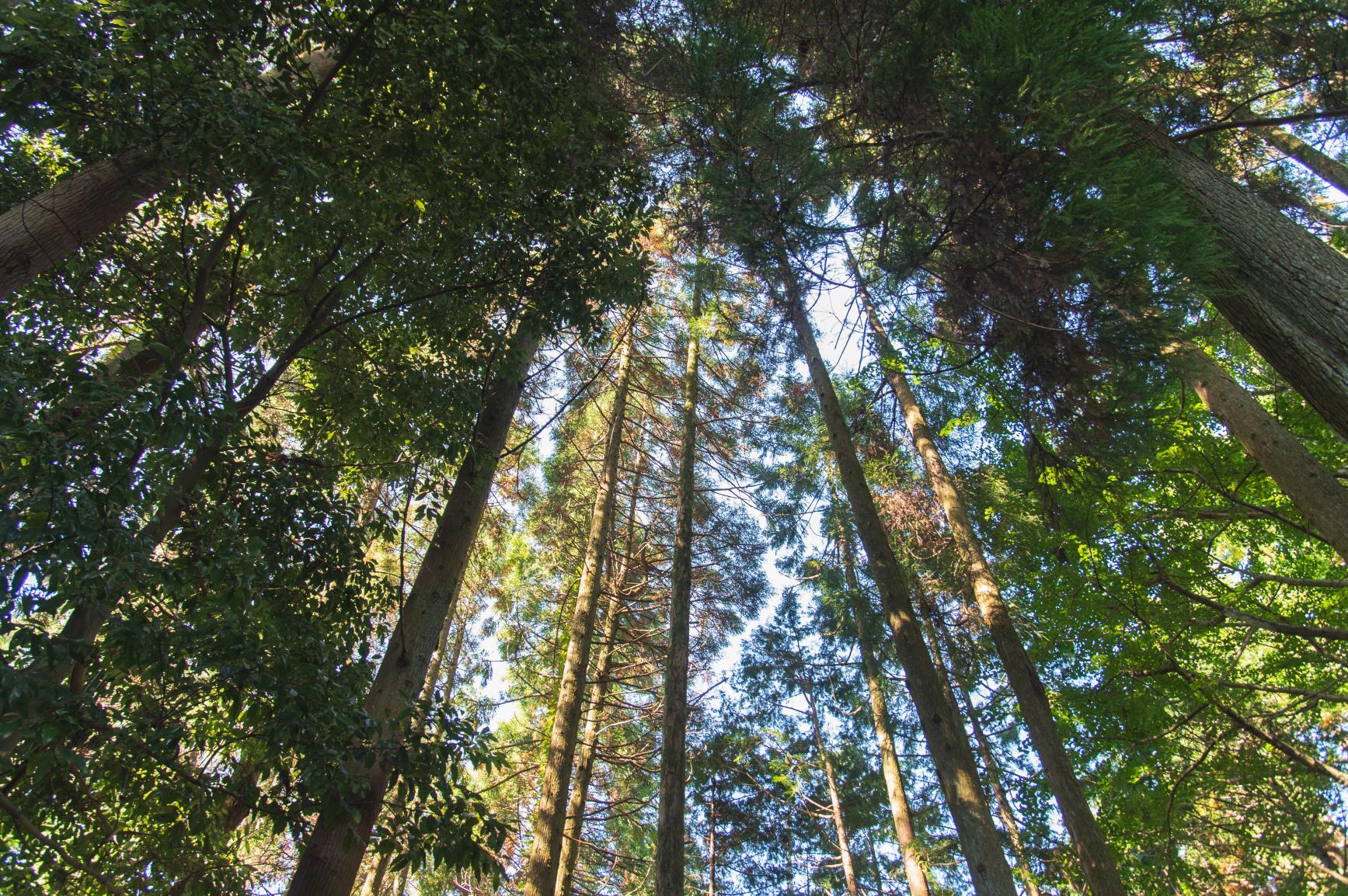 つづら棚田の散歩道-0