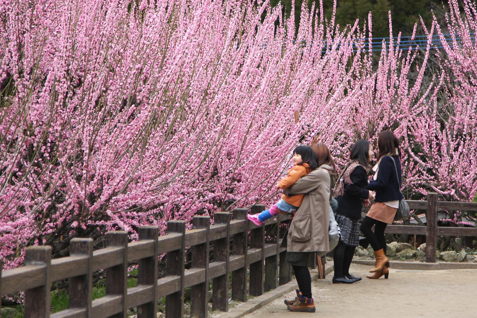 普光寺の臥龍梅（大牟田市）-1