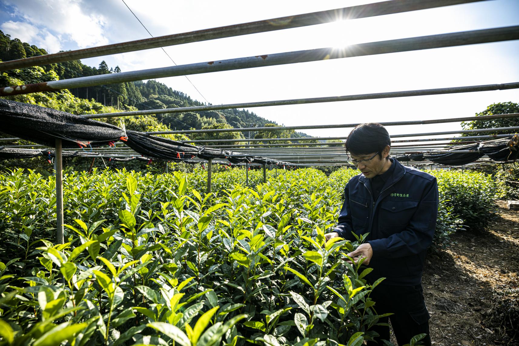八女茶の伝統と品質を守る仕事-0