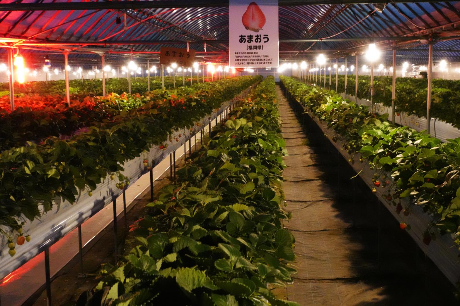 福岡県｜一晩では遊び尽くせない、夜の福岡・新体験ガイド-0