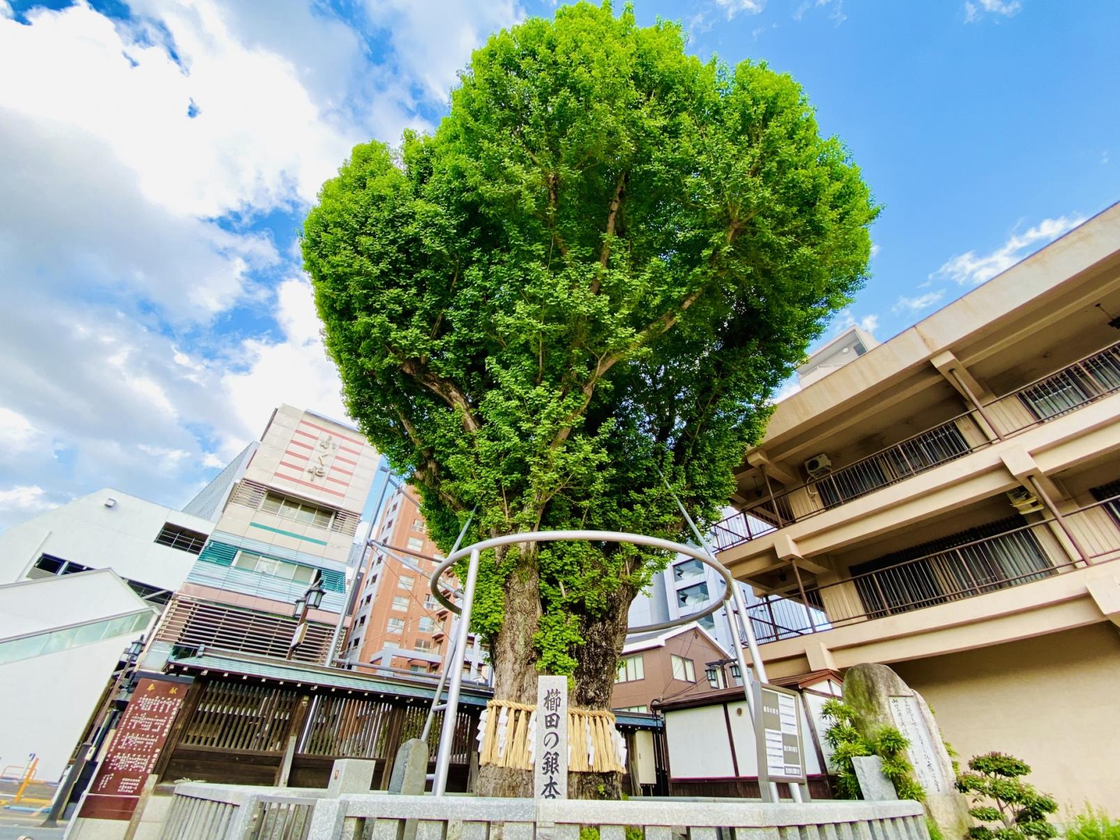 県指定天然記念物の「櫛田の銀杏」-1