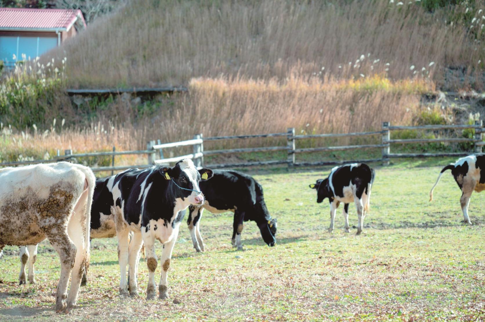 [Experience] ABURAYAMA FUKUOKA-2