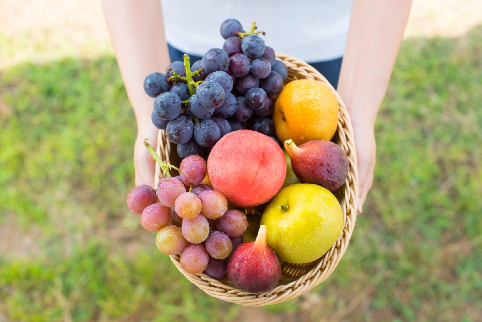 [Experience] Fruit Picking-0