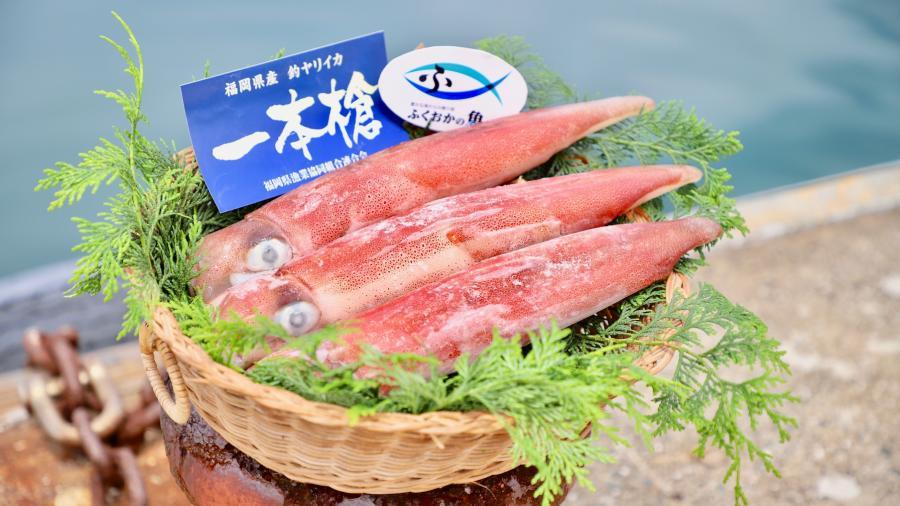 そのおいしさ、活きづくり級!! 福岡の急速冷凍イカの凄みを徹底解剖!-1