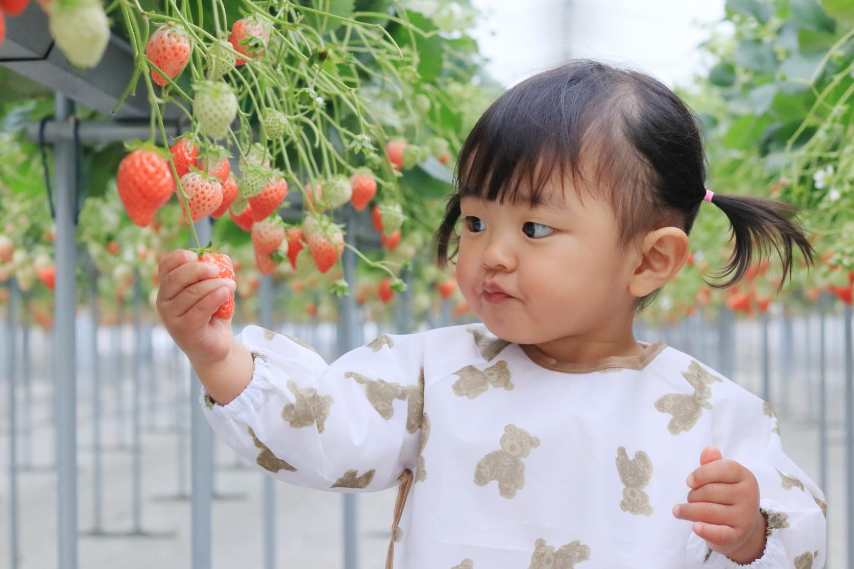 【2023年版】福岡「採草莓」景點-1